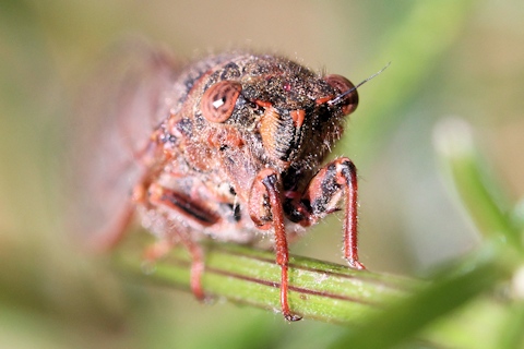 Great Montane Squeaker Cicada (Pauropsalta rubristrigata)